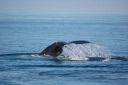 Des baleines pour la première sortie de Glen2