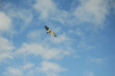 Aigle pêcheur